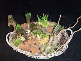 rieten mand met voorjaar