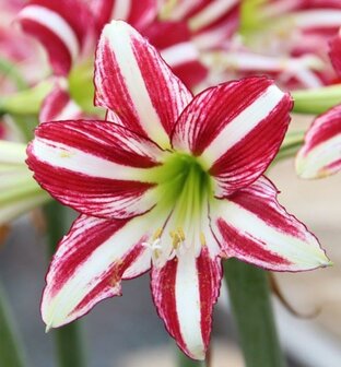 Amaryllis Santiago 3 stuks