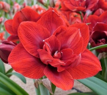 Amaryllis Velvet Nymph 3 stuks