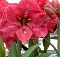 Amaryllis Hercules