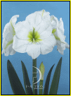 amaryllis Matterhorn 3 stuks