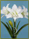 amaryllis Polar Belle 3st