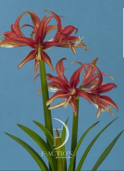 amaryllis quito 3st