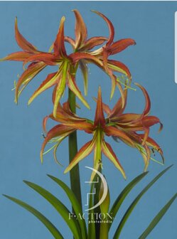 amaryllis la paz 3st