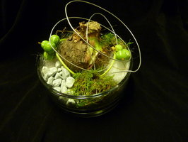 glazen schaal met Amaryllis