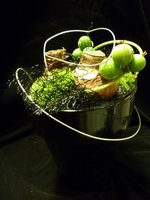 Bloempot met 2 Amaryllis bollen